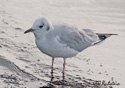 Larus Philadelphia